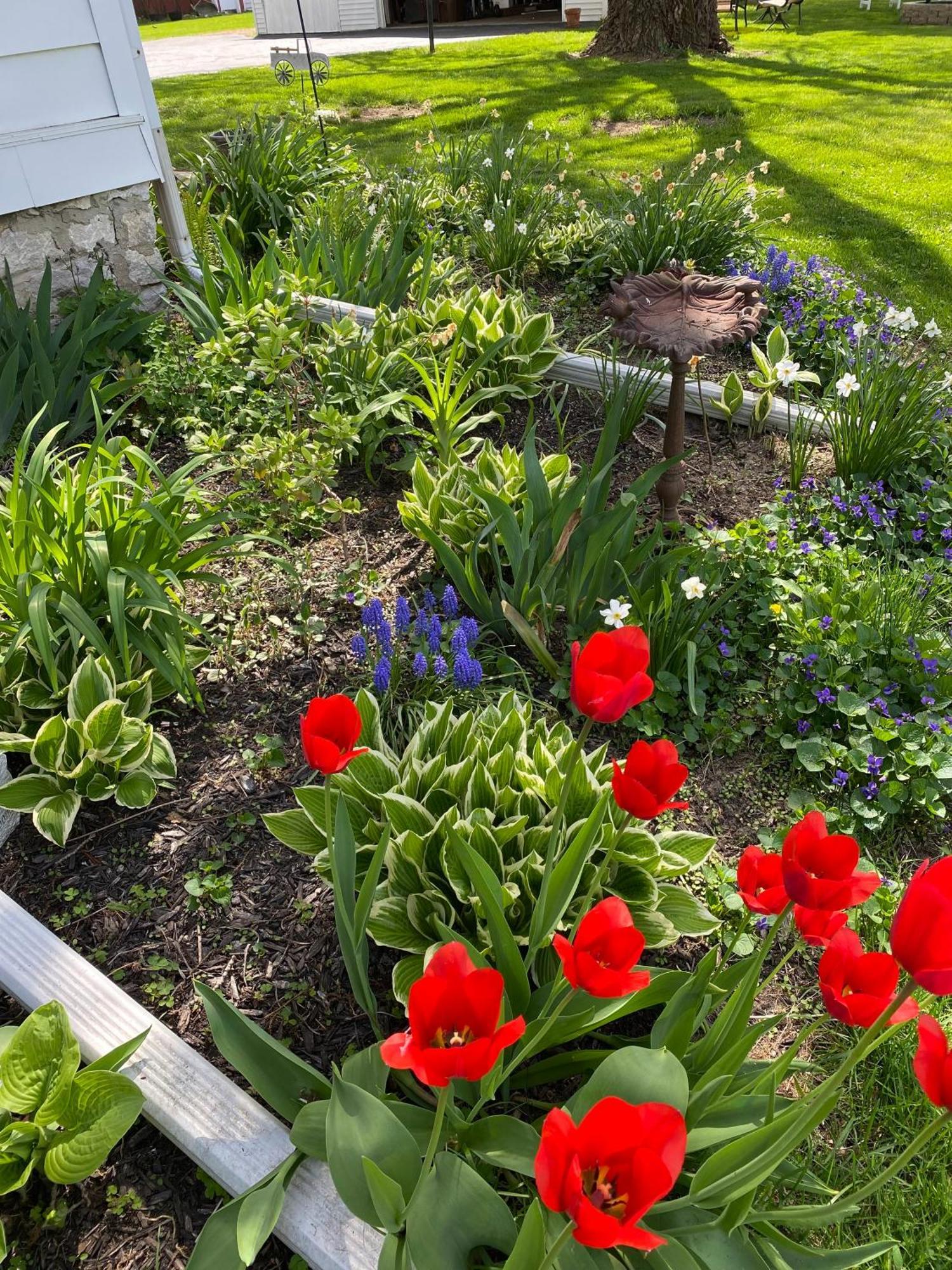 The Vine Bed & Breakfast, Llc Dundee Kültér fotó